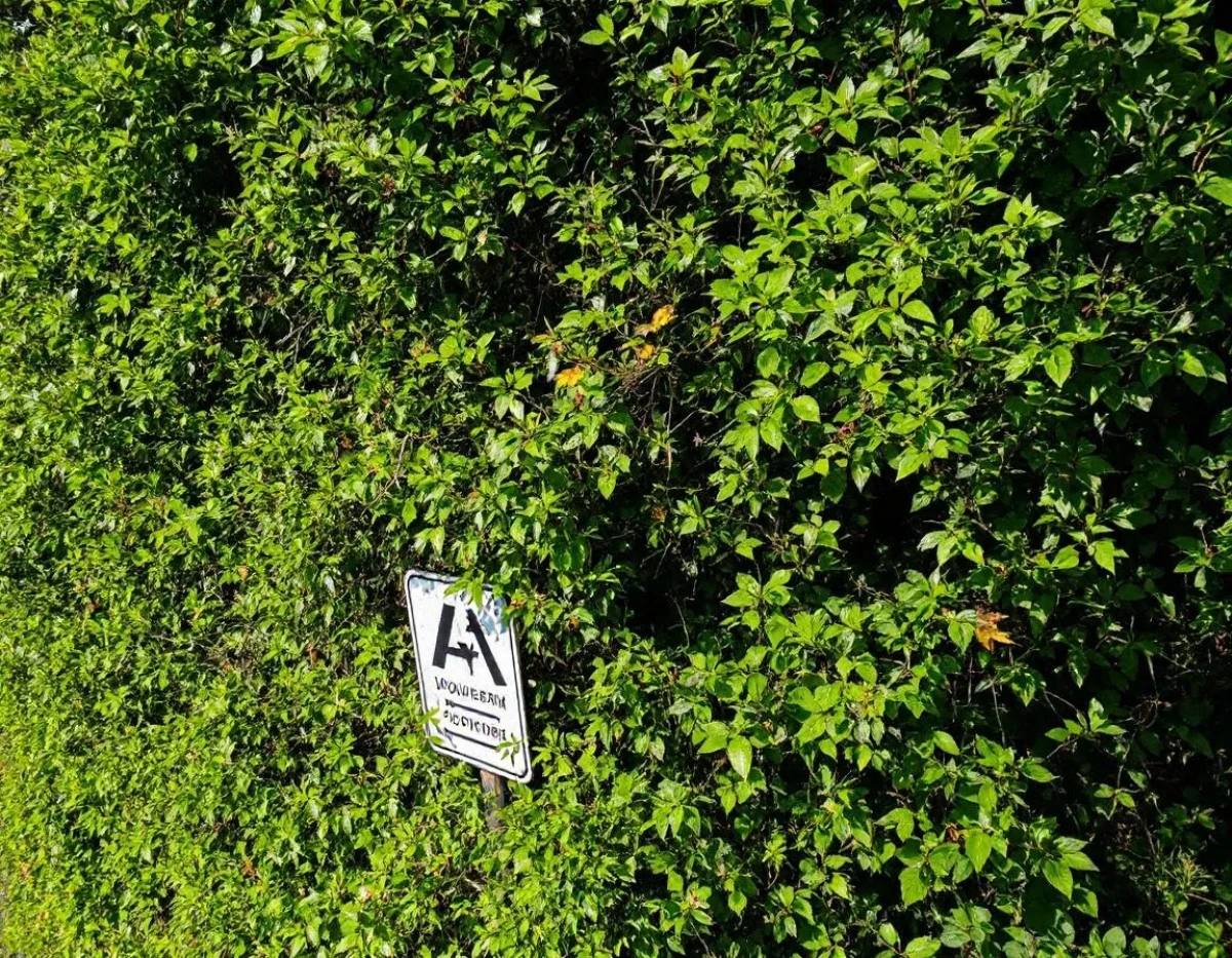 Décodage Expert des Signalisations Routières : Interprétation et Importance